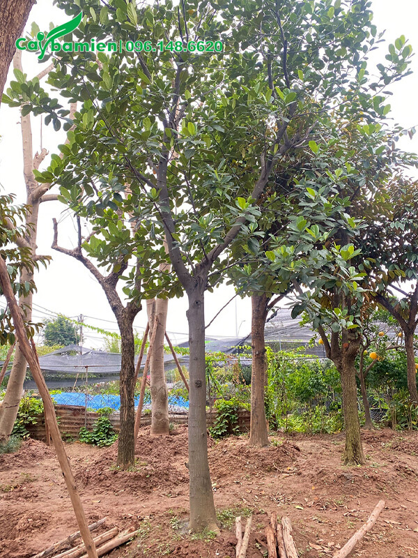 Mít công trình trưởng thành, đường kính 10cm