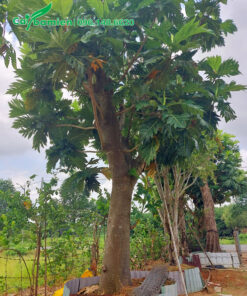 Dâm ủ trong bầu nổi những cây Sake công cổ thụ