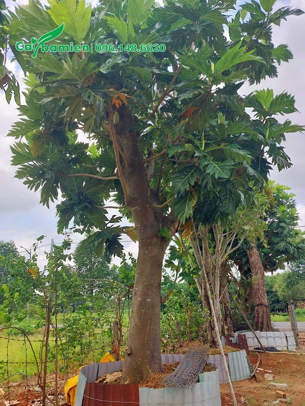 Dâm ủ trong bầu nổi những cây Sake công cổ thụ