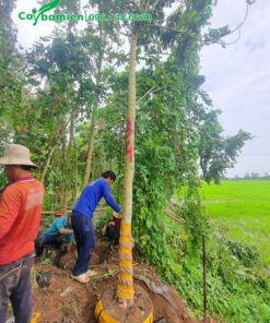 Bứng và bọc bầu cho lô sò đo cam đường kính gốc 18cm