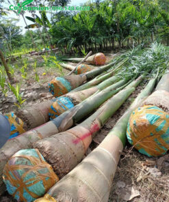 Mua cây Cau Vua vừa lộ thân đẹp