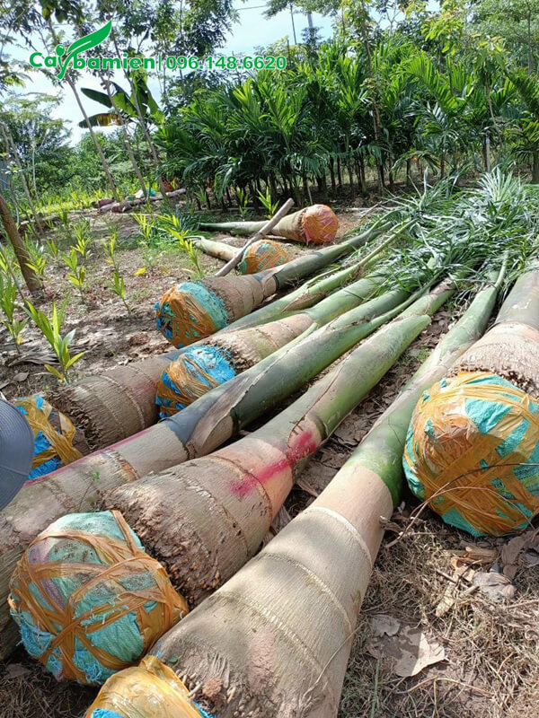 Mua cây Cau Vua vừa lộ thân đẹp