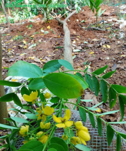 Bán cây muồng lá lạc hoa vàng, đường kính 10cm