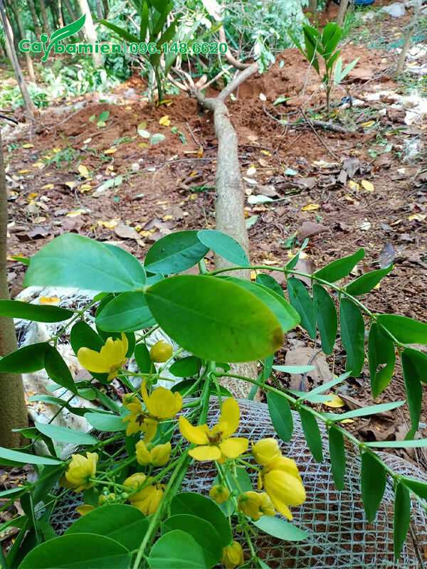 Bán cây muồng lá lạc hoa vàng, đường kính 10cm