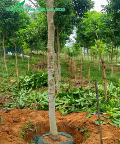 Bứng bầu đất cây hoa ngọc lan đường kính gốc 10cm