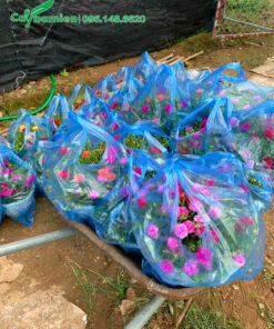 Đóng gói cây hoa Mười Giờ trong túi nilon