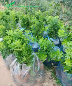 Ngâu giống đóng trong túi nilon, 10 cây 1 bịch