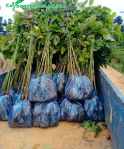 Cây giống Nhội đóng gói theo bịch