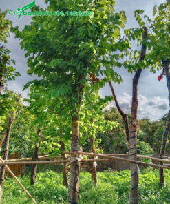 Dưỡng ủ cây ban tây bắc lâu năm