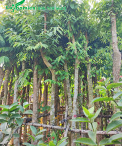 Cây Bằng Lăng dâm ủ thời gian dài, đường kính gốc 15 - 20cm