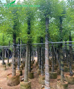 Vườn Long Não dưỡng bầu, thân thẳng, cao 4m