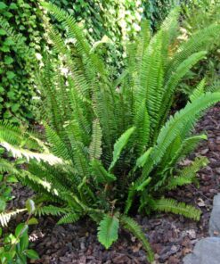 Dương Xỉ trồng viền lối đi trong sân vườn