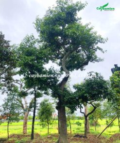 Cây Chay cổ thụ dâm ủ