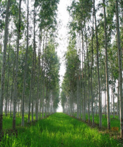 Rừng bạch đàn lâu năm, chiều cao 6 - 7m