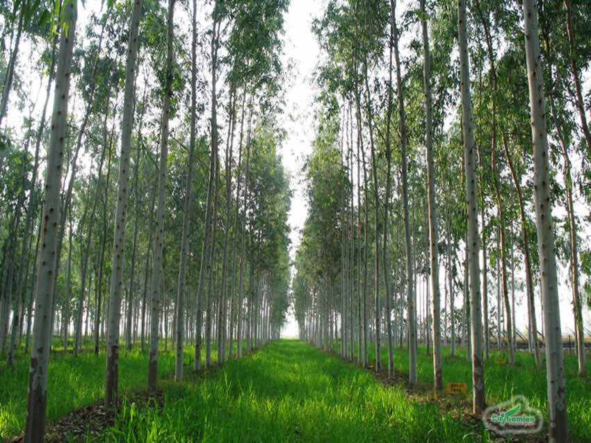Rừng bạch đàn lâu năm, chiều cao 6 - 7m