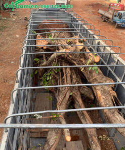 Cây sộp hơn 50 năm tuổi được đưa lên thùng xe tải