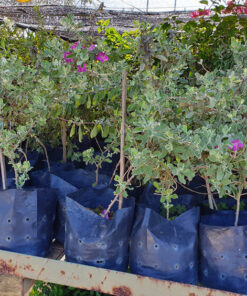 Tuyết Sơn Phi Hồng trồng trong các giá thể bầu giàu dinh dưỡng