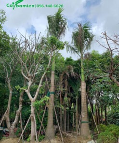 Giâm ủ Cau Vua tại vườn dưỡng