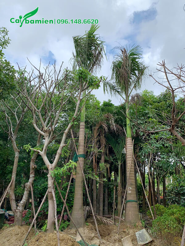 Giâm ủ Cau Vua tại vườn dưỡng