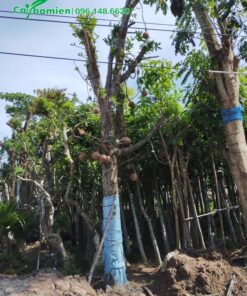 Hàng giâm ủ chất lượng, đang cho hoa và quả