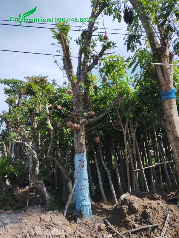 Hàng giâm ủ chất lượng, đang cho hoa và quả