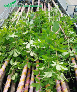 Hàng chục cây hoa kèn hồng công trình dâm ủ kỹ