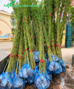 Những bịch cây trúc quân tử trưởng thành đang được chuyển đến nơi trồng