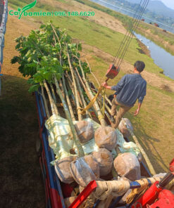 Cẩu cây đưa đến hố trồng