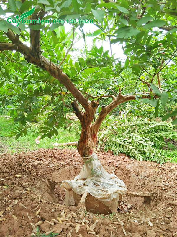 Bứng bầu cây ổi âu năm, đường kính cổ rễ 35cm