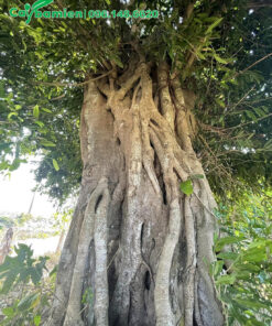 Gốc Sộp cổ thụ vanh hơn 300, tán xanh đẹp