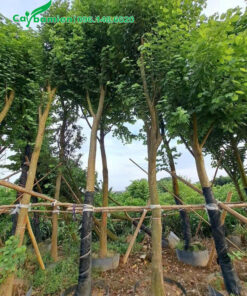 Dưỡng ủ cây ban tây bắc đường kính gốc 10cm trong bầu