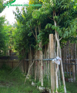 Tay cành đang ra nhiều lá mới xanh tốt, sum suê