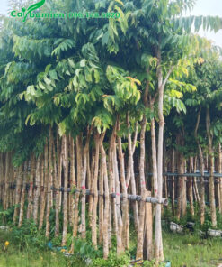 Bằng Lăng dâm ủ thẳng đẹp, cao 3 - 4m