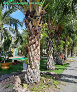 Cọ Dầu trồng thành hàng dọc nối đi trong một khu đô thị cao cấp