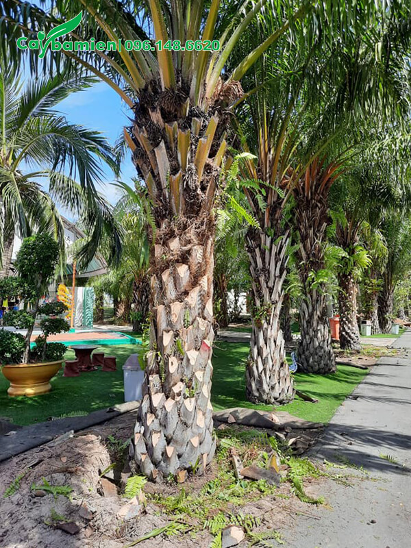 Cọ Dầu trồng thành hàng dọc nối đi trong một khu đô thị cao cấp