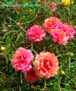 Hoa Mười Giờ màu hồng cam