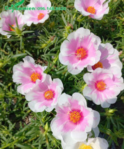 Cây hoa Mười Giờ Mỹ cánh đơn hoa màu trắng hồng