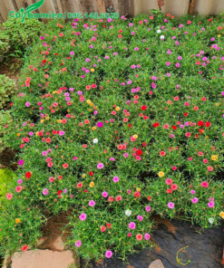 Hàng trăm bầu cây hoa Mười Giờ đẹp và rực rỡ