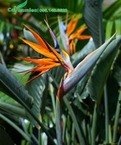 Bông hoa Chuối Thiên Điểu đẹp