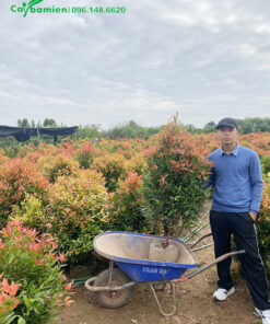 Cây trồng sẵn trong bầu nên việc di chuyển