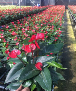 Vườn cây Hồng Môn đẹp, nổi bật