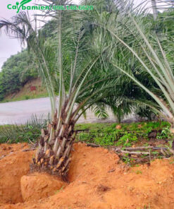 Trồng cây Cọ Dầu ven đường quốc lộ