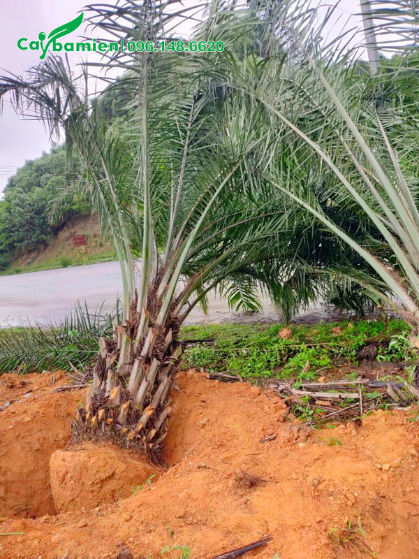 Trồng cây Cọ Dầu ven đường quốc lộ