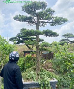 Khách hàng trực tiếp chọn và mua cây tại vườn