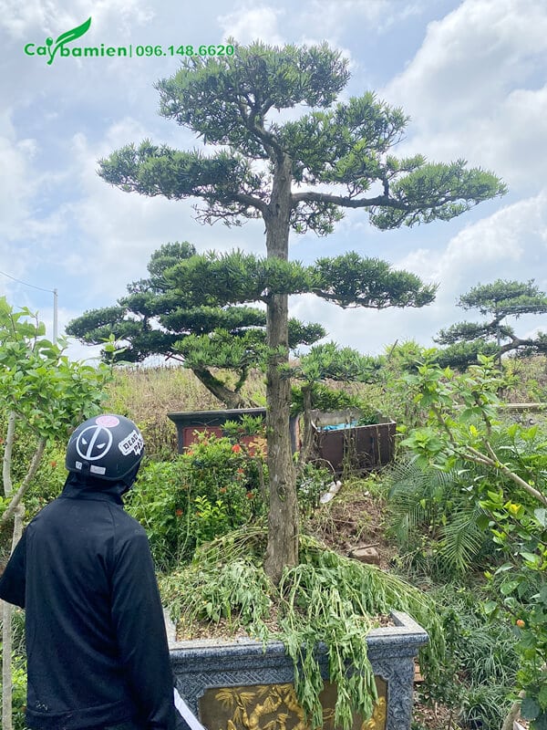 Khách hàng trực tiếp chọn và mua cây tại vườn