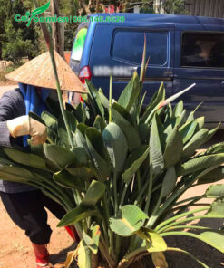 Xếp bụi cây Chuối Thiên Điểu cao 1m