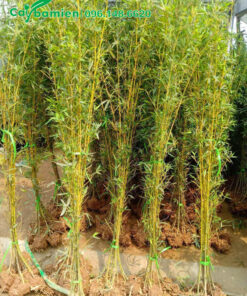 Cây Trúc Quân Tử bó thành từng bó, kích thước đồng đều nhau