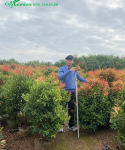 Cây Hồng Lộc trưởng thành có chiều cao 1,5m khá đồng đều