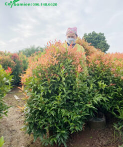 Công nhân thường xuyên kiểm tra, đảm bảo cây khỏe mạnh, không sâu bệnh