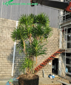 Cần cẩu đang đưa cây công trình phát tài núi vào hố trồng